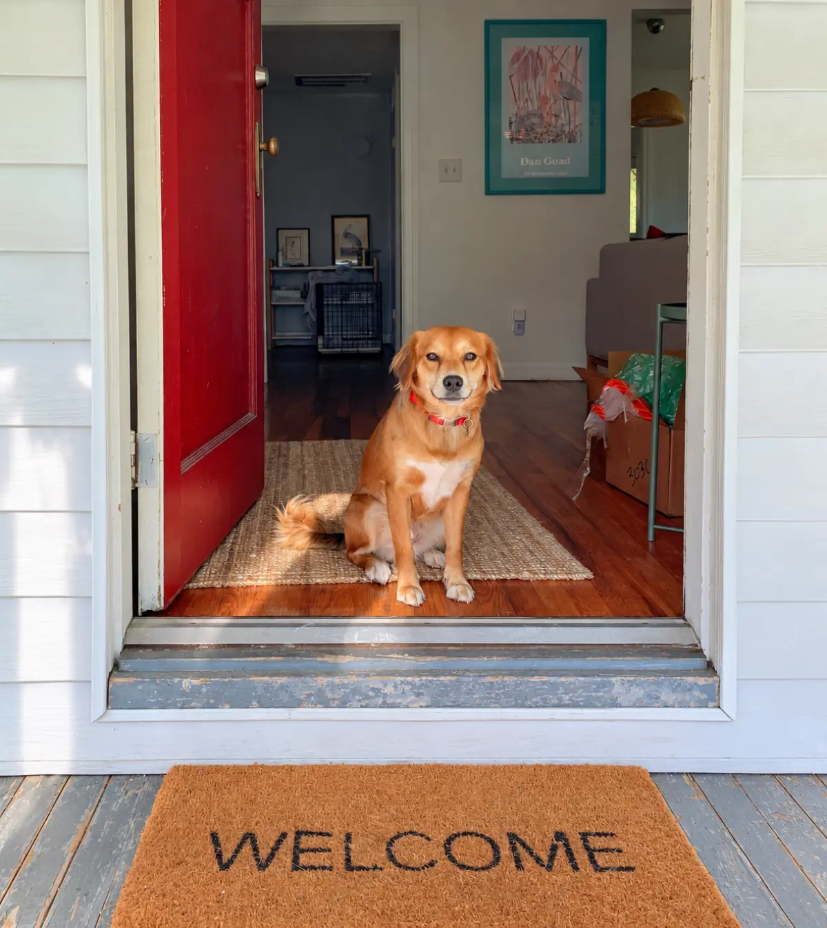 Pet greeting Julie at home
