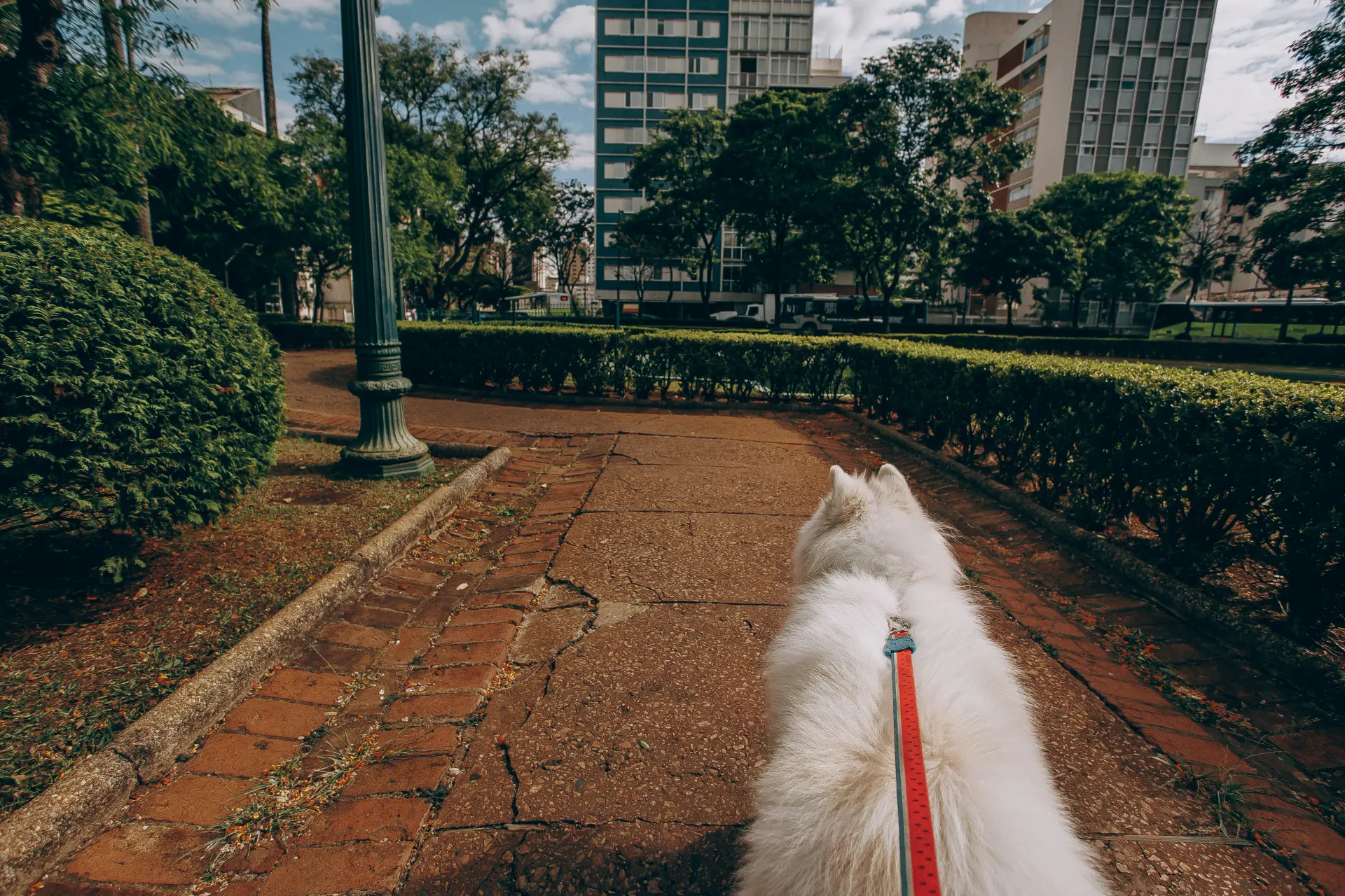 Julie on a walk with a dog